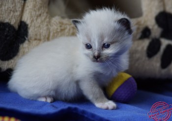 chaton femelle seal point-mitted - 24 jours - Chatterie Ragdolls du Val de Beauvoir